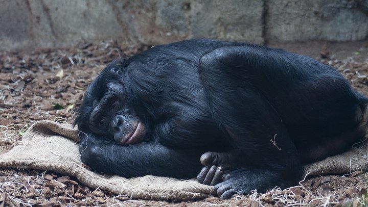 Foto: Bonobo Affe ruhend (Quelle Pixabay)