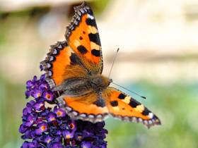 Kleiner Fuchsschwanz Schmetterling