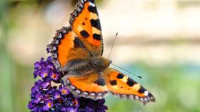 Kleiner Fuchsschwanz Schmetterling