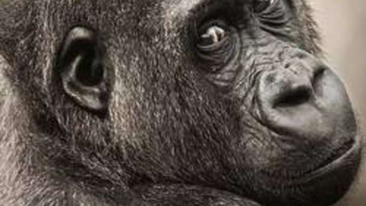 Alternativmethoden statt Tierversuche Alternativmethoden statt Tierversuche
