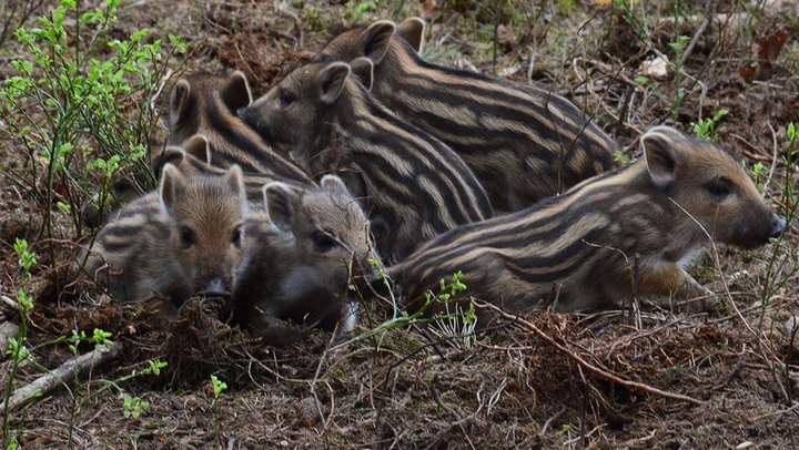 wild-boar