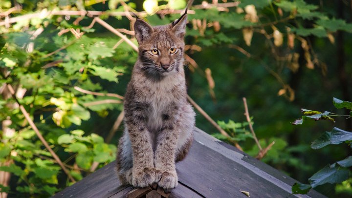 Foto: Babyluchs (Quelle: pixabay)