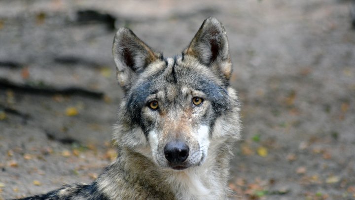 Foto: Wolf (Quelle: Pixabay)